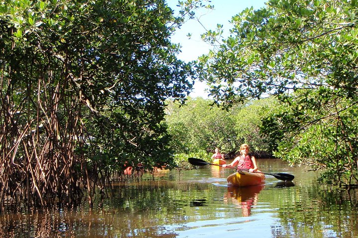 Guided Kayak Eco Tour in Florida
