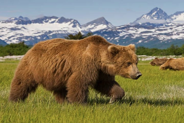 Icy Strait Small Group Shore Excursion: We're Going On A Bear Hunt! - thumb 1
