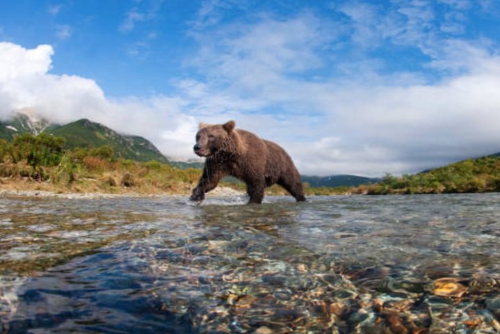 Icy Strait Small Group Shore Excursion: We're Going On A Bear Hunt! - thumb 3