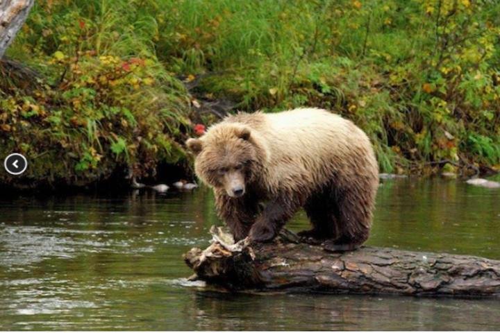 Icy Strait Small Group Shore Excursion: We're Going On A Bear Hunt! - thumb 5